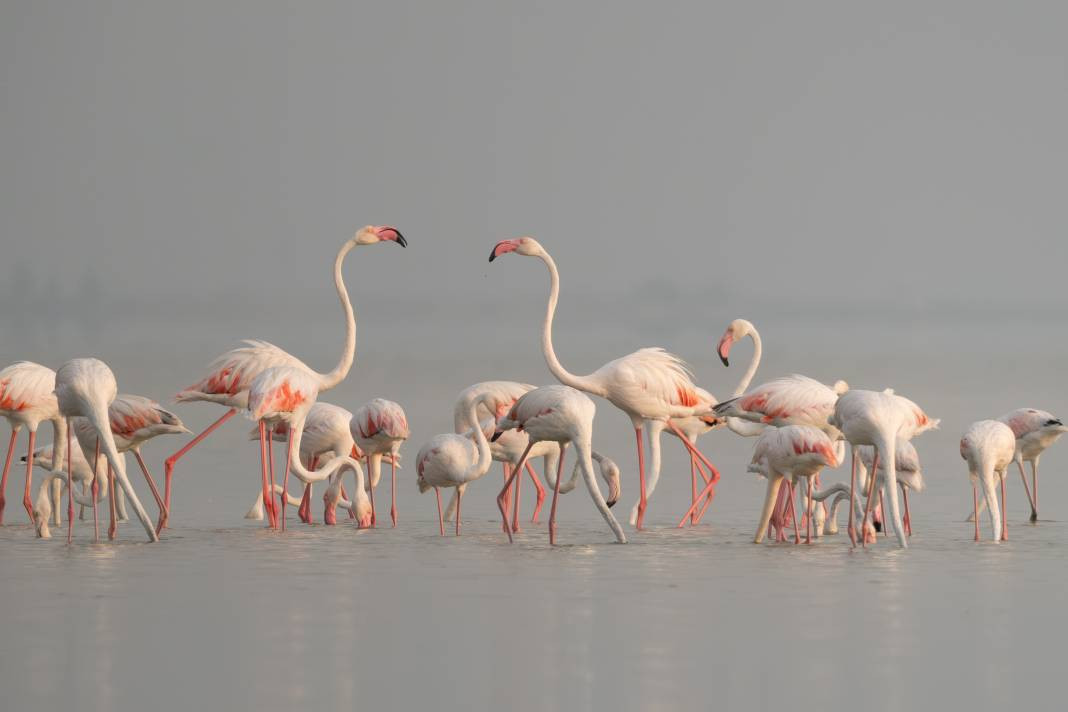 Akyatan’da Flamingo şöleni: Göç molası! - Resim: 13